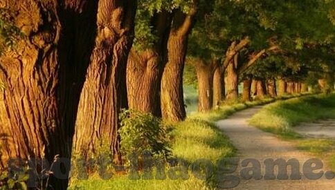 足球比分图文直播-足球比分图文直播，绿茵场上的实时心跳与视觉盛宴